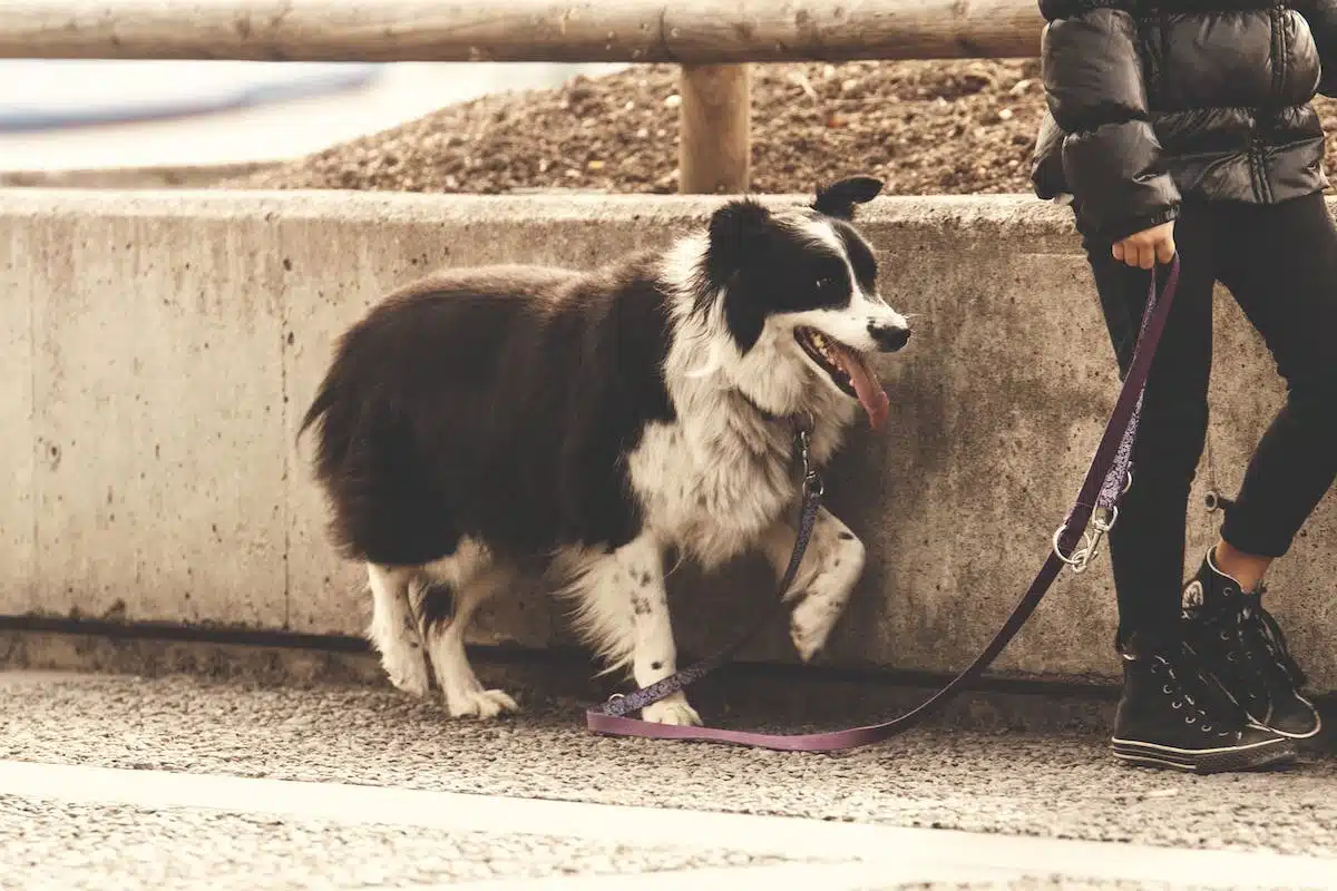 chien marche