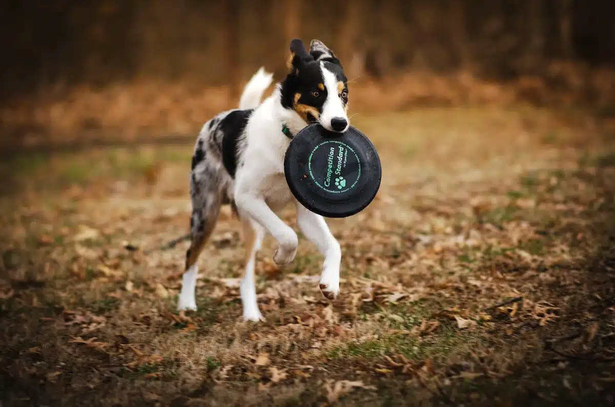 sports canins