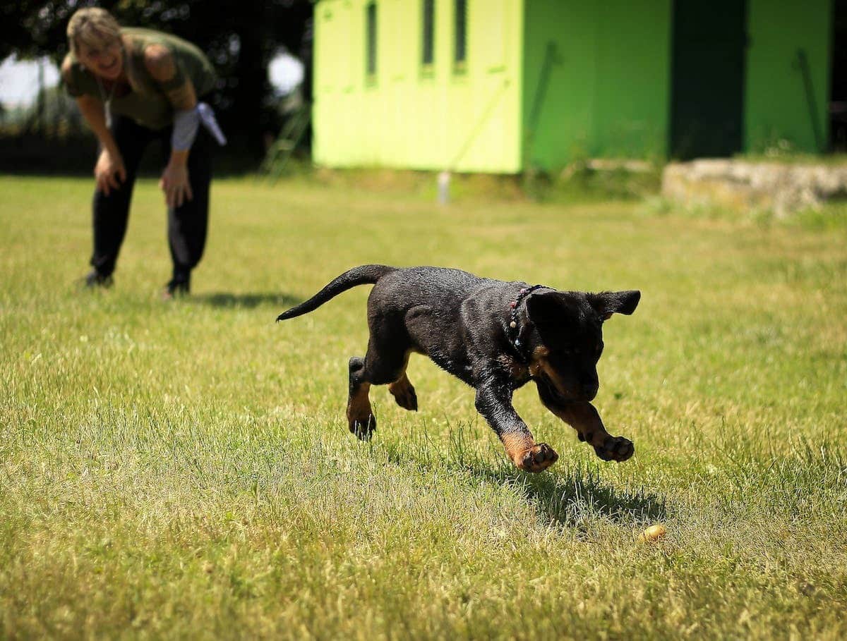 chien sport