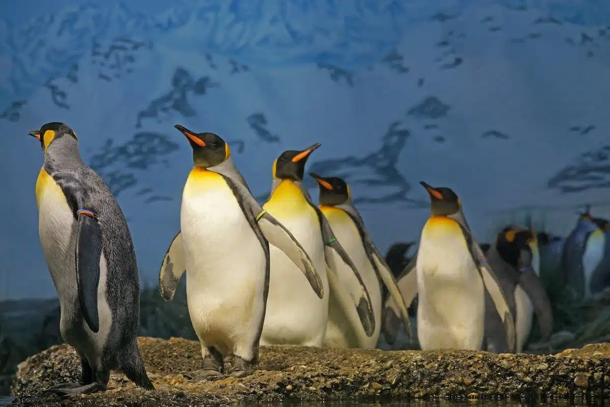 animaux  cognition