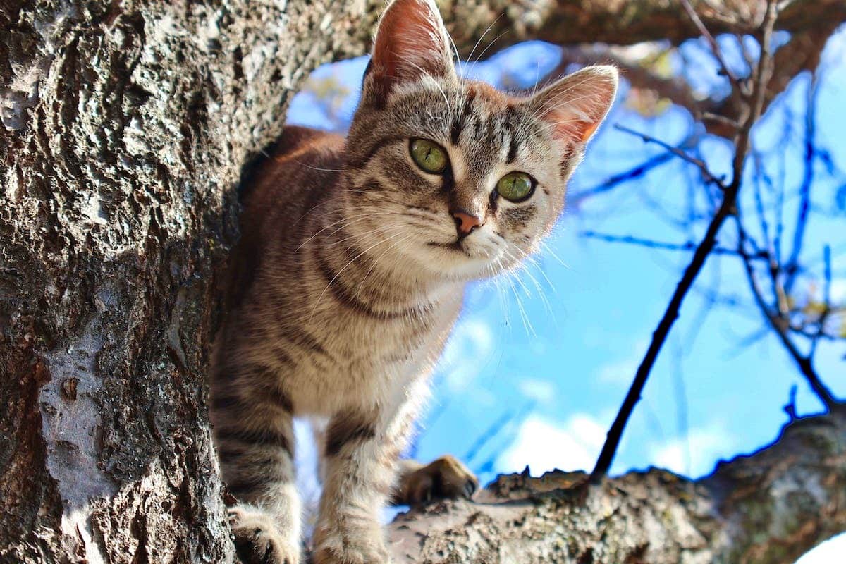 chat intérieur  chat extérieur