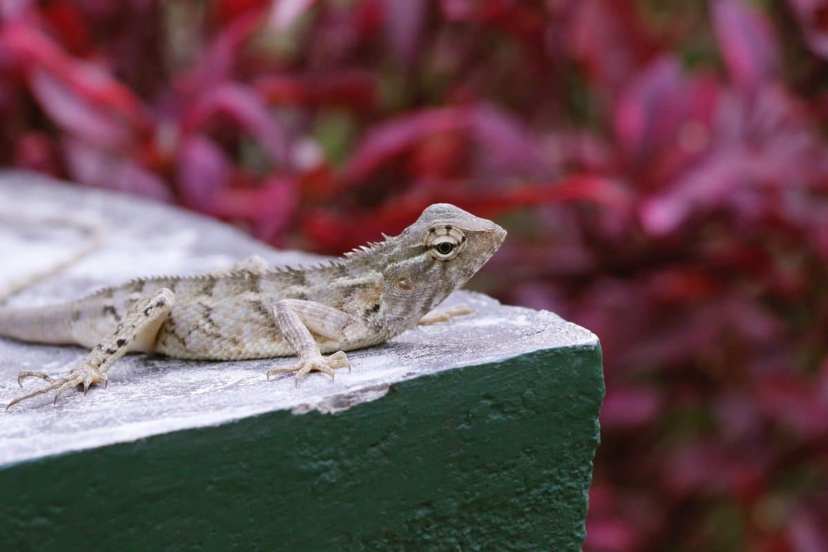 que mange un lézard