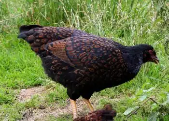 La science derrière une poule qui couve : Un regard approfondi sur ce comportement instinctif