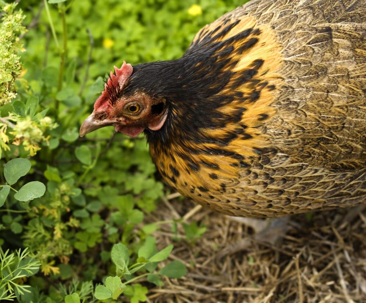 La science derrière une poule qui couve : Un regard approfondi sur ce comportement instinctif