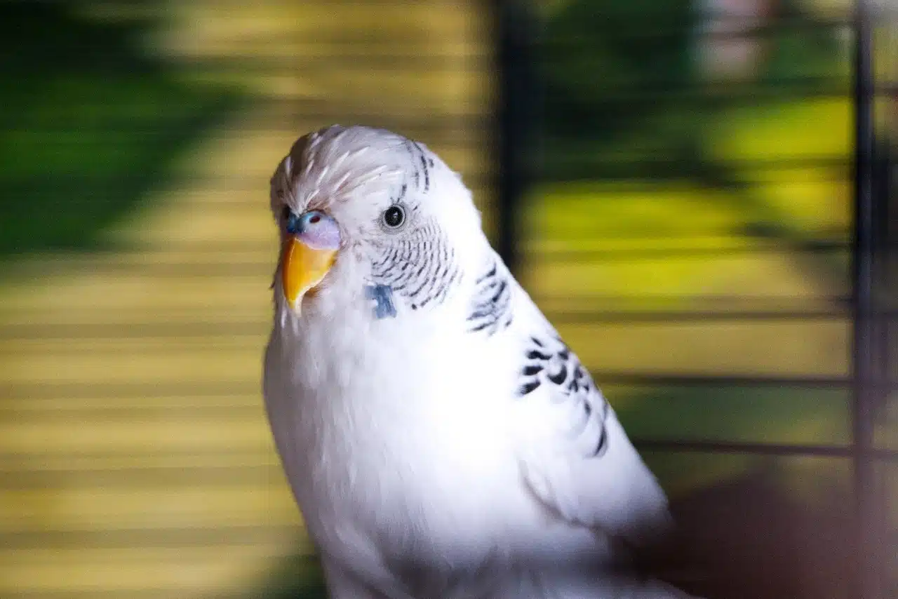 Les particularités de la perruche blanche : un oiseau exotique à découvrir