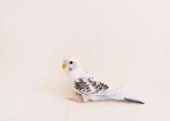 Les particularités de la perruche blanche : un oiseau exotique à découvrir