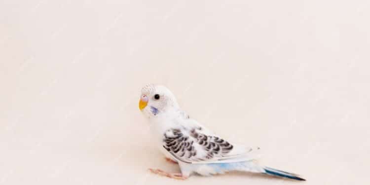 Les particularités de la perruche blanche : un oiseau exotique à découvrir