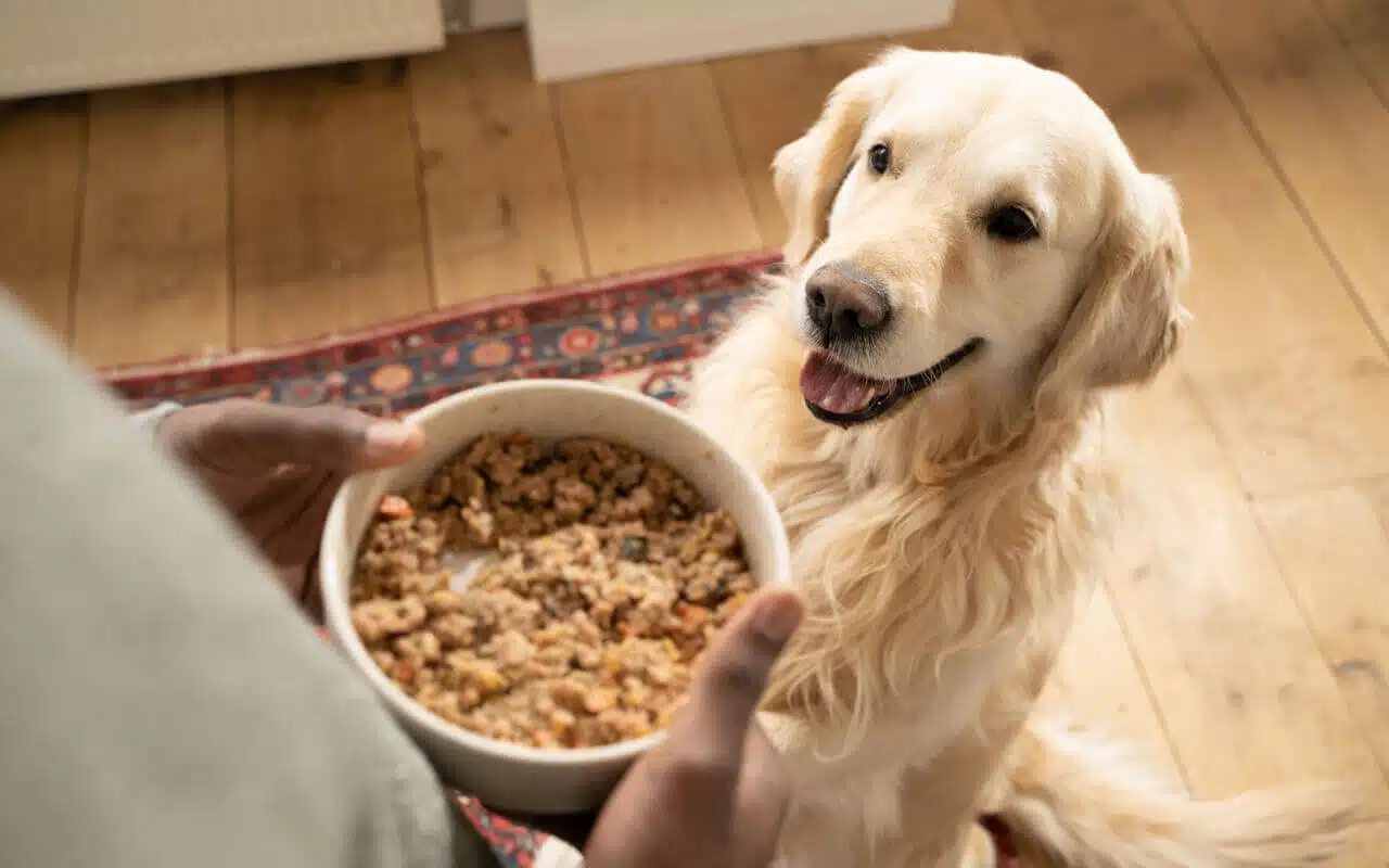 L'importance de l'alimentation pour son animal