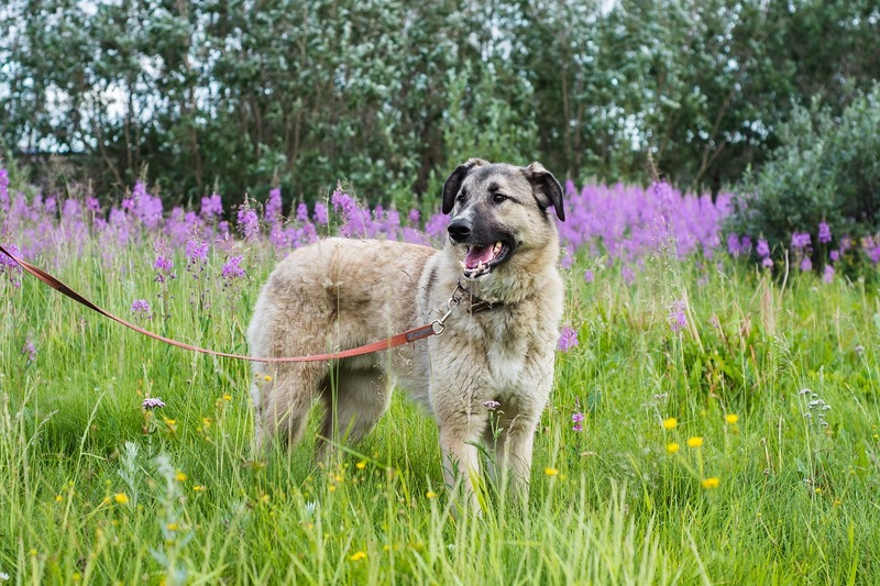 chien avec une laisse