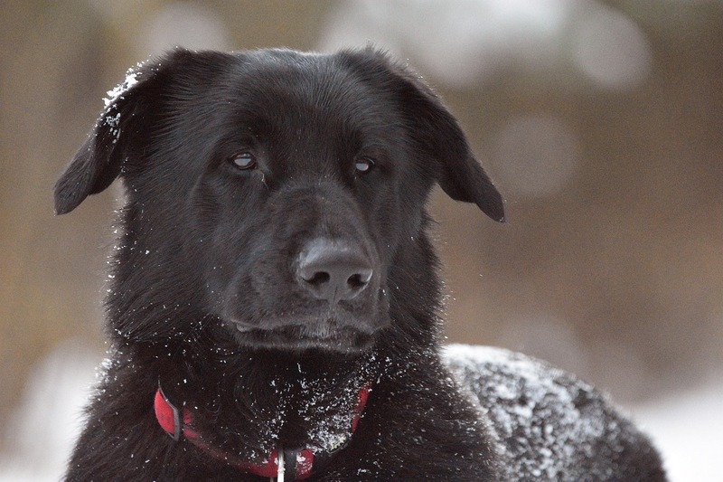 chien noir avec collier
