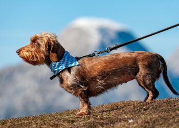 chien qui tire sa laisse