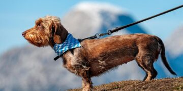 chien qui tire sa laisse