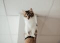créer un espace confortable pour chats 1
