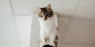 créer un espace confortable pour chats 1
