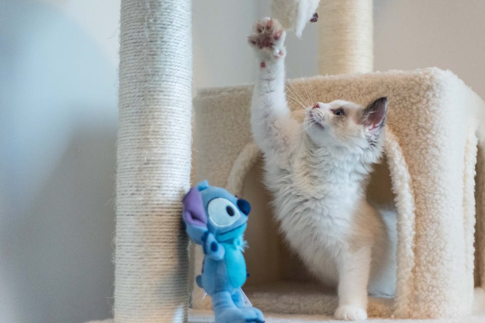 créer un espace confortable pour chats 2