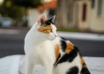 white black and orange cat