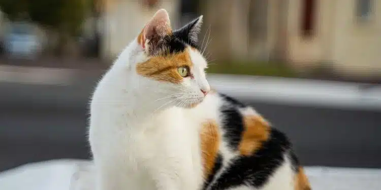 white black and orange cat