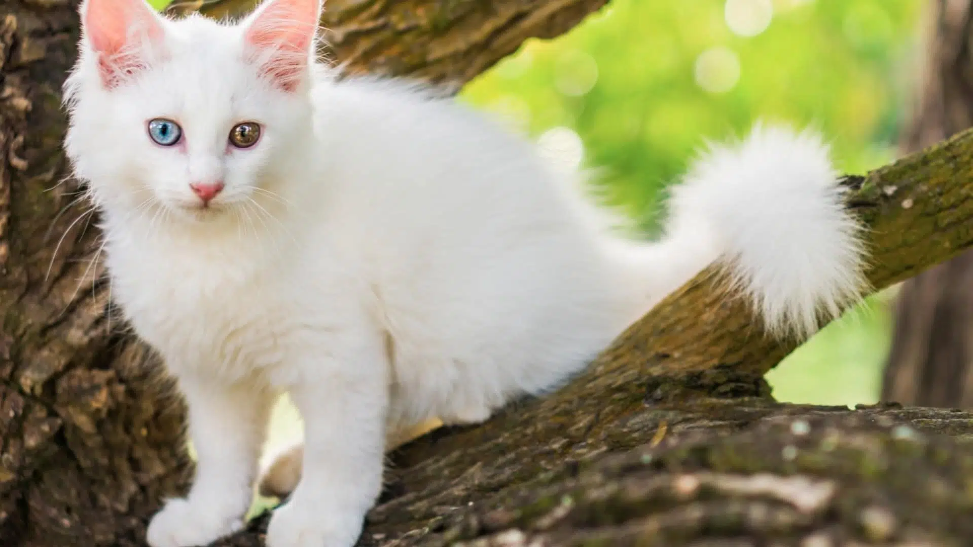 chats blancs 