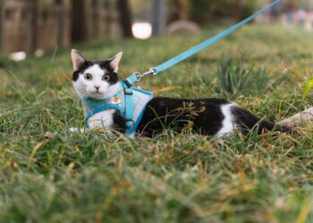 promener votre chat en toute sécurité 1