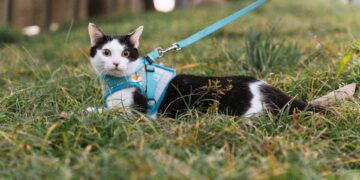 promener votre chat en toute sécurité 1