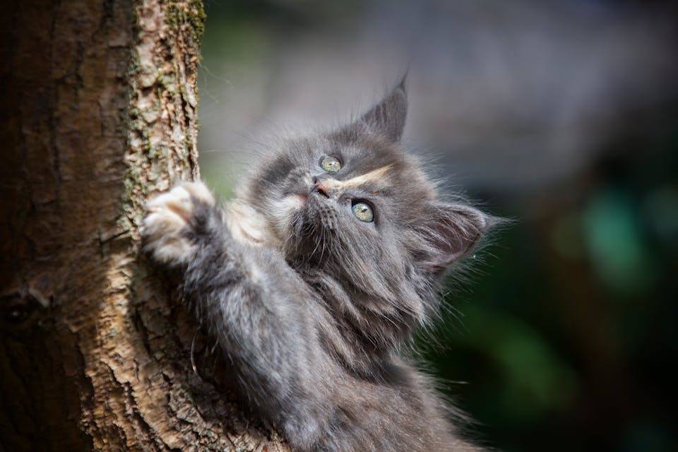promener votre chat en toute sécurité 2