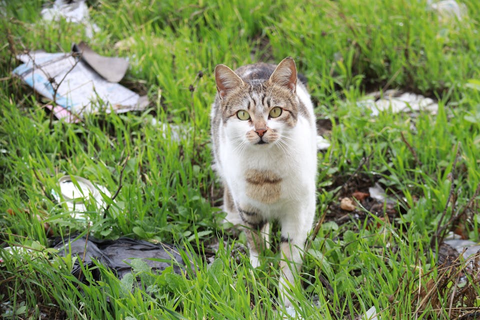 promener votre chat en toute sécurité 3