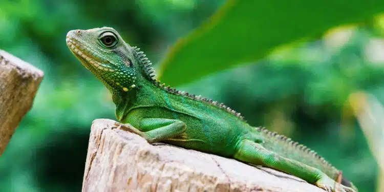 que mange un lézard